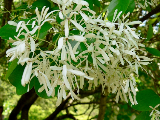 {Chionanthus retusus}